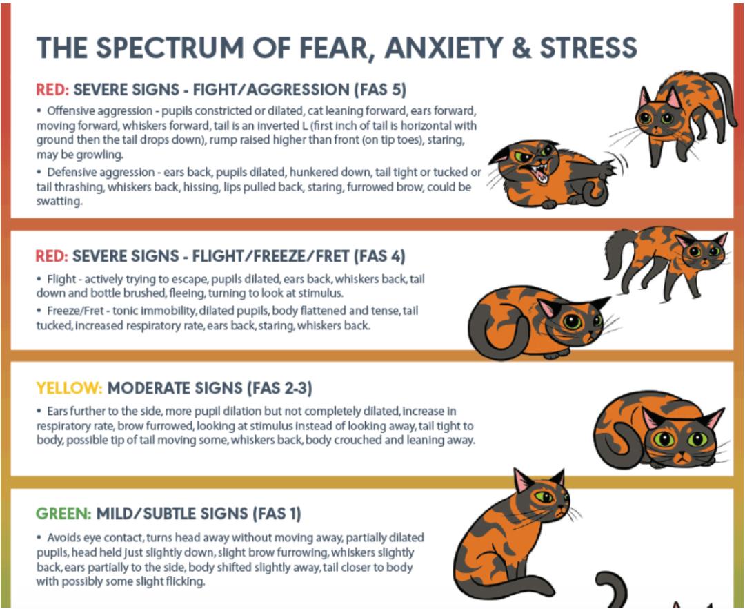 有什么方法可以防止猫狗进来,猫狗怕得什么病