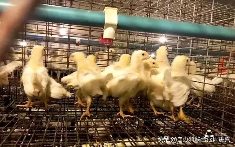 怎样去除鸡舍臭,鸡舍灰尘大怎么解决