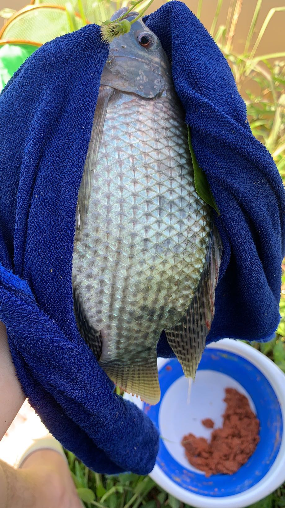 成功1号野钓大罗非饵料配方,钓罗非有哪些诱食剂