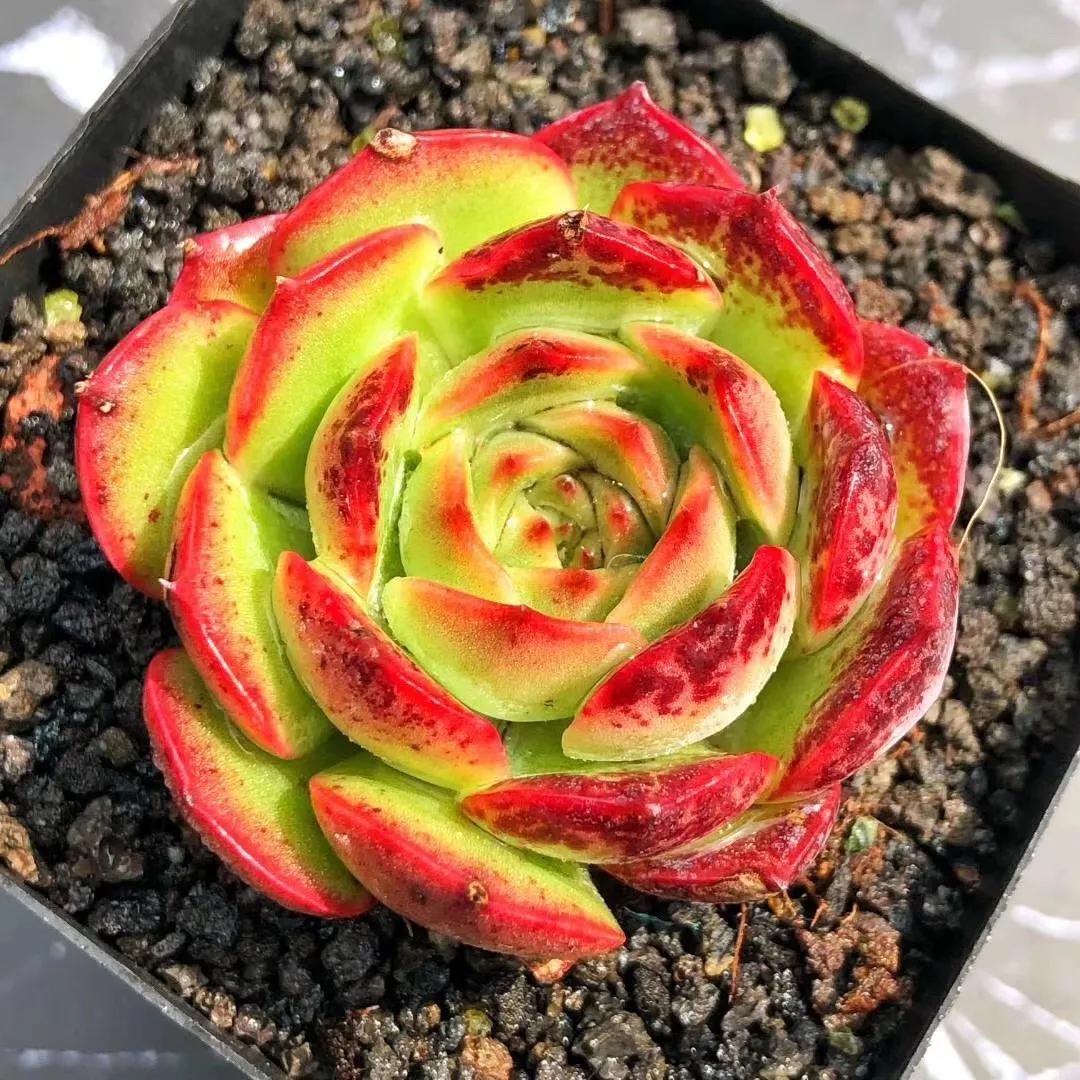 你的多肉那么多怎么养的,你的多肉植物养几年了