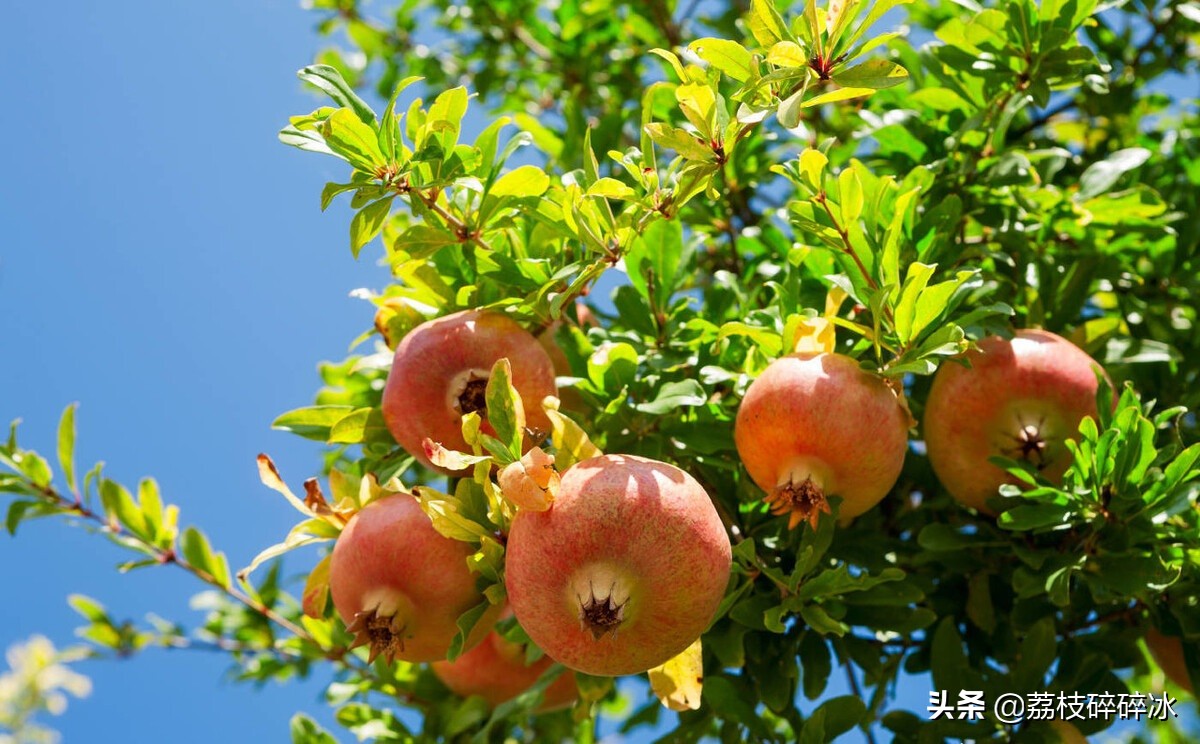立秋后吃葡萄的一定要看,秋天石榴甜不甜这样挑选