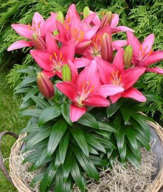 百合花开花期怎么管理,百合花开花时如何管理