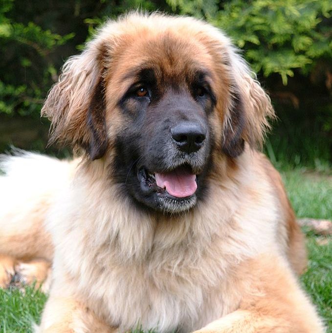 世界上最聪明的10种狗品种,世界上最罕见的十种狗品种