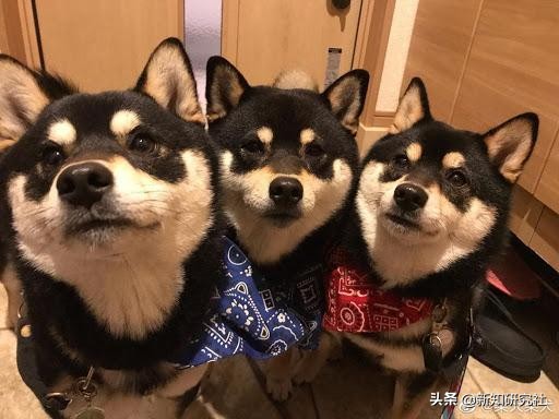 为了恶魔后宫下地狱吧！《Helltaker》人气角色考察