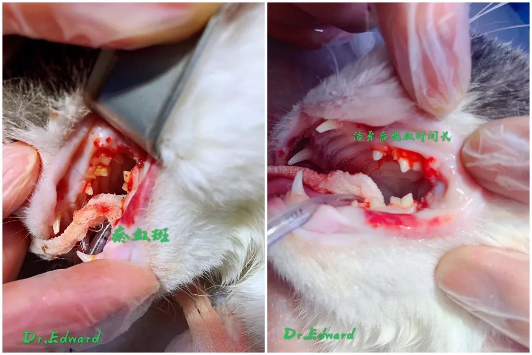 猫咪贫血可以输液了吗,猫咪贫血吃补血肝精多久能好