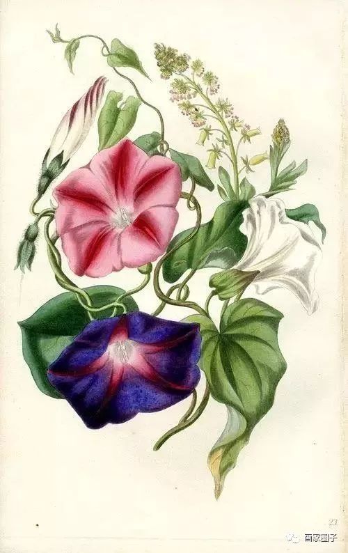 100种漂亮花卉图片,100张漂亮花图