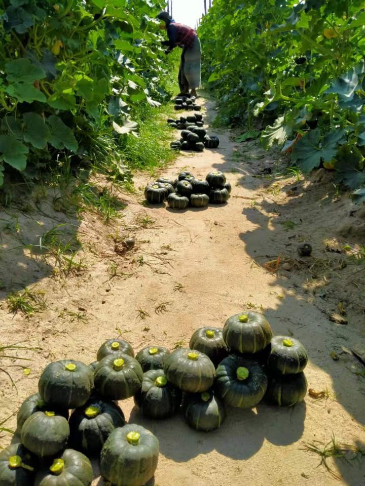 进口贝贝南瓜和国产贝贝的区别,贝贝南瓜的鉴定方法