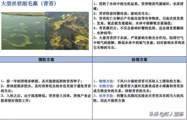 绿藻蓝藻青苔怎么区别,为什么藻类不容易存活