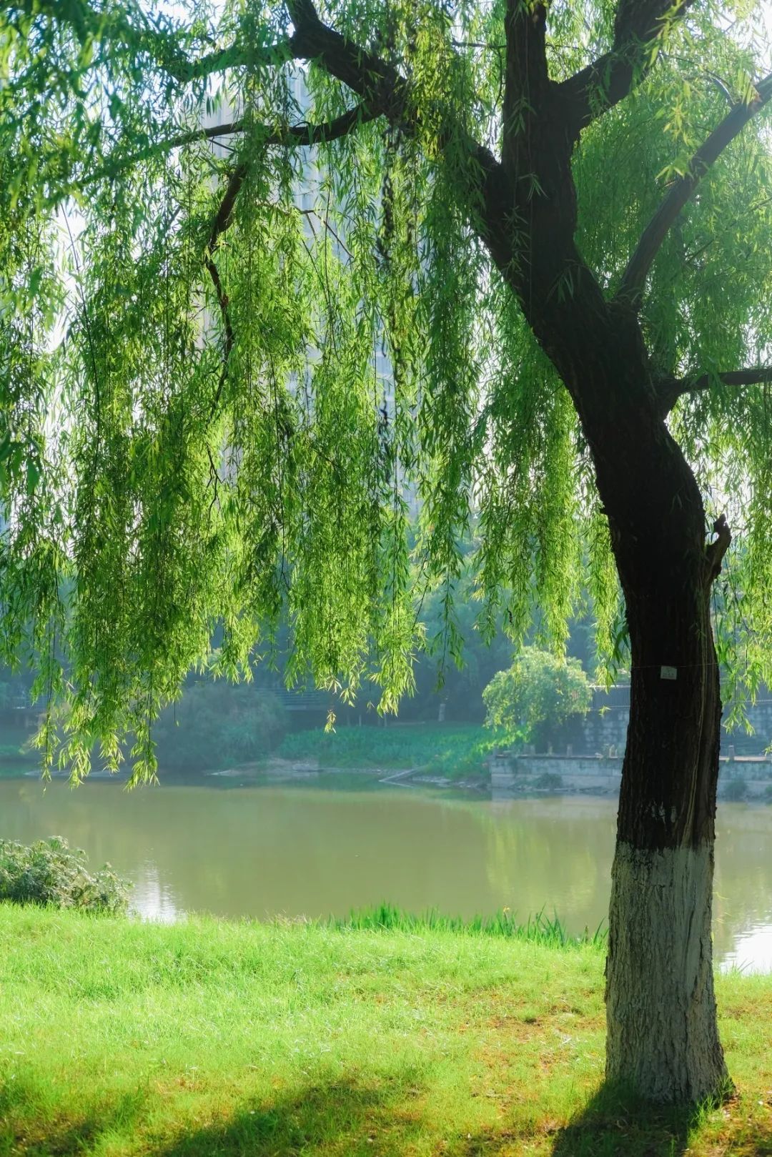 春意盎然的湿地公园,一个风景如画美丽休闲的公园