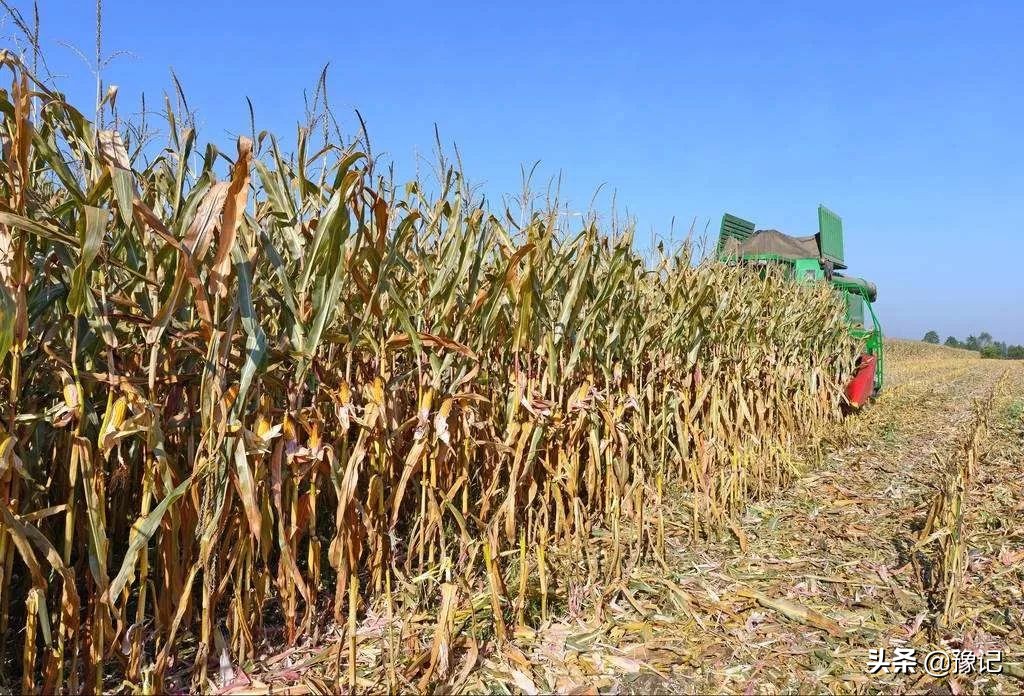 农村女人放下恩怨,乡村女人应该如何收拾男人