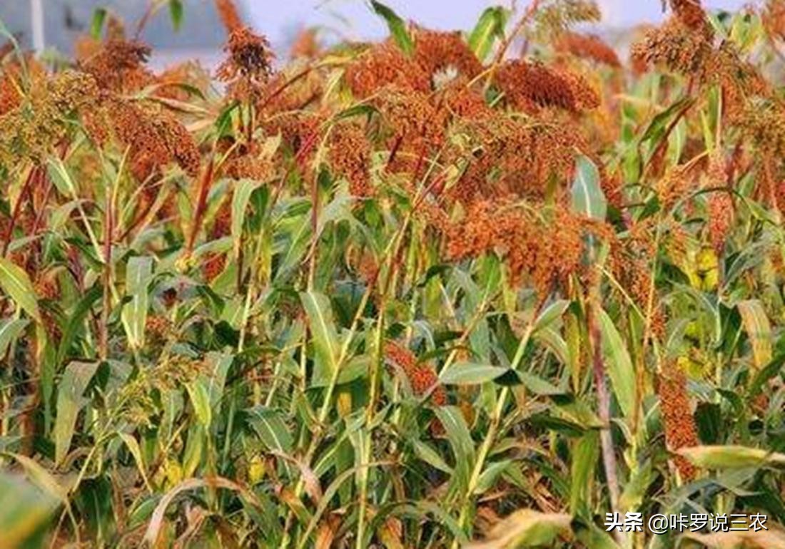播种高粱教程,高粱种植技术和播种方法