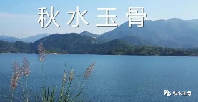 女教师作家秋水美文《来千里荷塘赴一场盛宴》