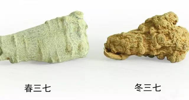 三七保健药,每天认识一味药三七