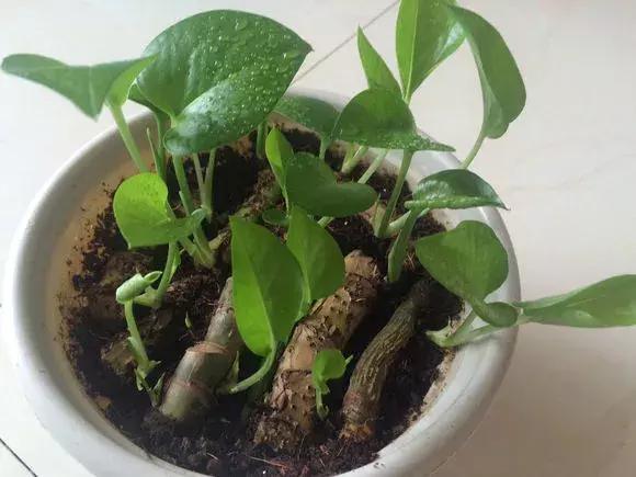 倒垃圾时捡一盆绿萝,被丢弃的一盆绿萝