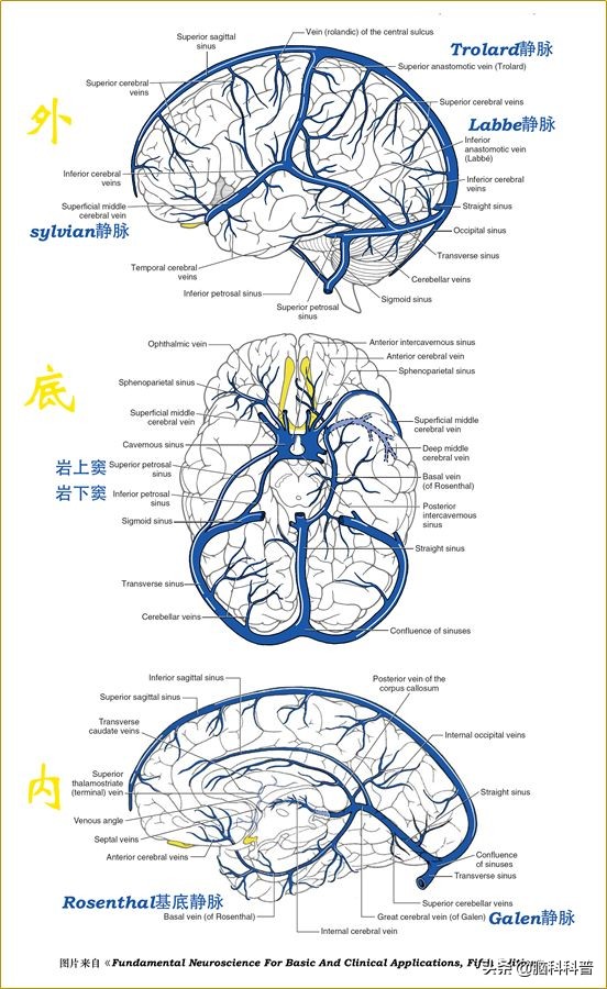 脑静脉分为深浅两支,脑静脉解剖