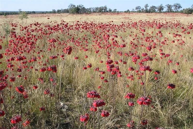 比多肉还好养的树,比多肉好看的绿植