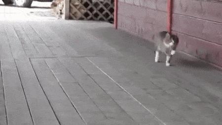 猫步怎么走八字步,猫步的基本动作图片