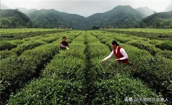 五百里茶谷,五百里茶谷图片