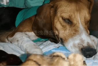 比格犬受害者拆家,比格犬丢失新主人要善待它