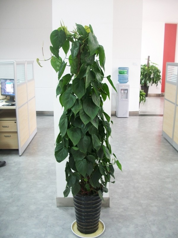 特别耐养的盆栽观叶绿植,叶片可以长很长的绿植