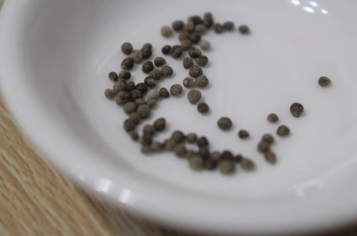 紫苏叶怎么买 (哪些地方可以买紫苏叶)