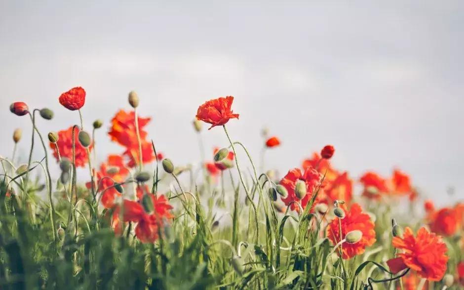 杨丽萍空中花园,杨丽萍的最美的时光