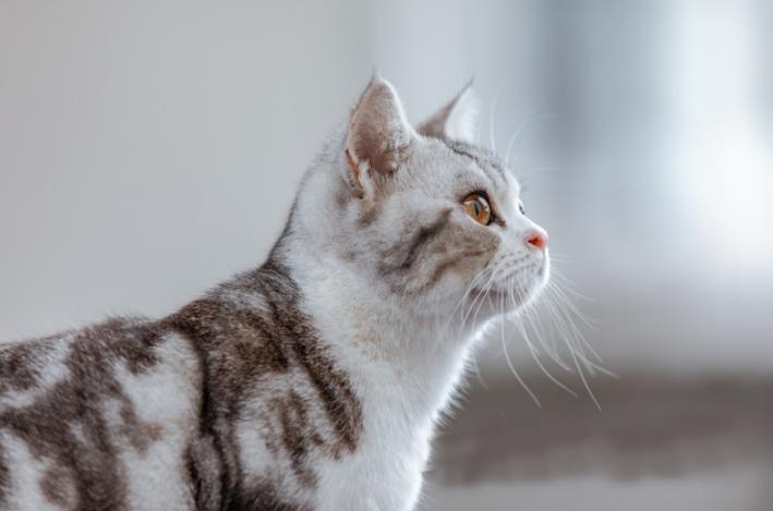 猫咪便血可大可小，找对原因，对症下药是关键