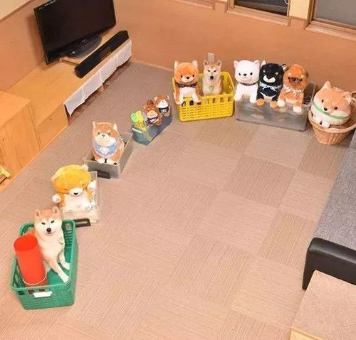 柴犬混进一只柯基,柴犬藏在真假狗里