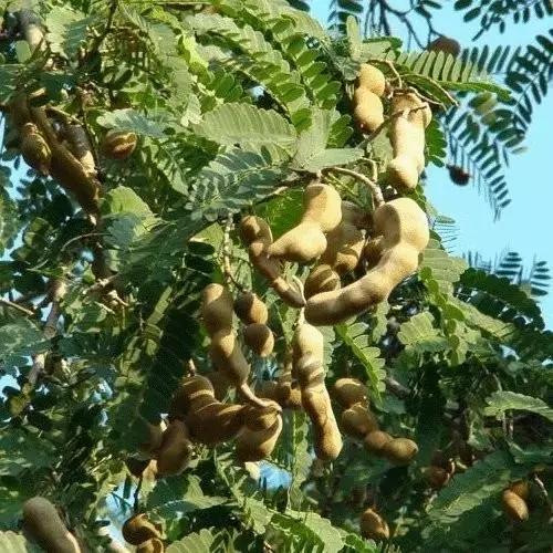 疫情过后一起去吃遍美食,疫情中的美食攻略