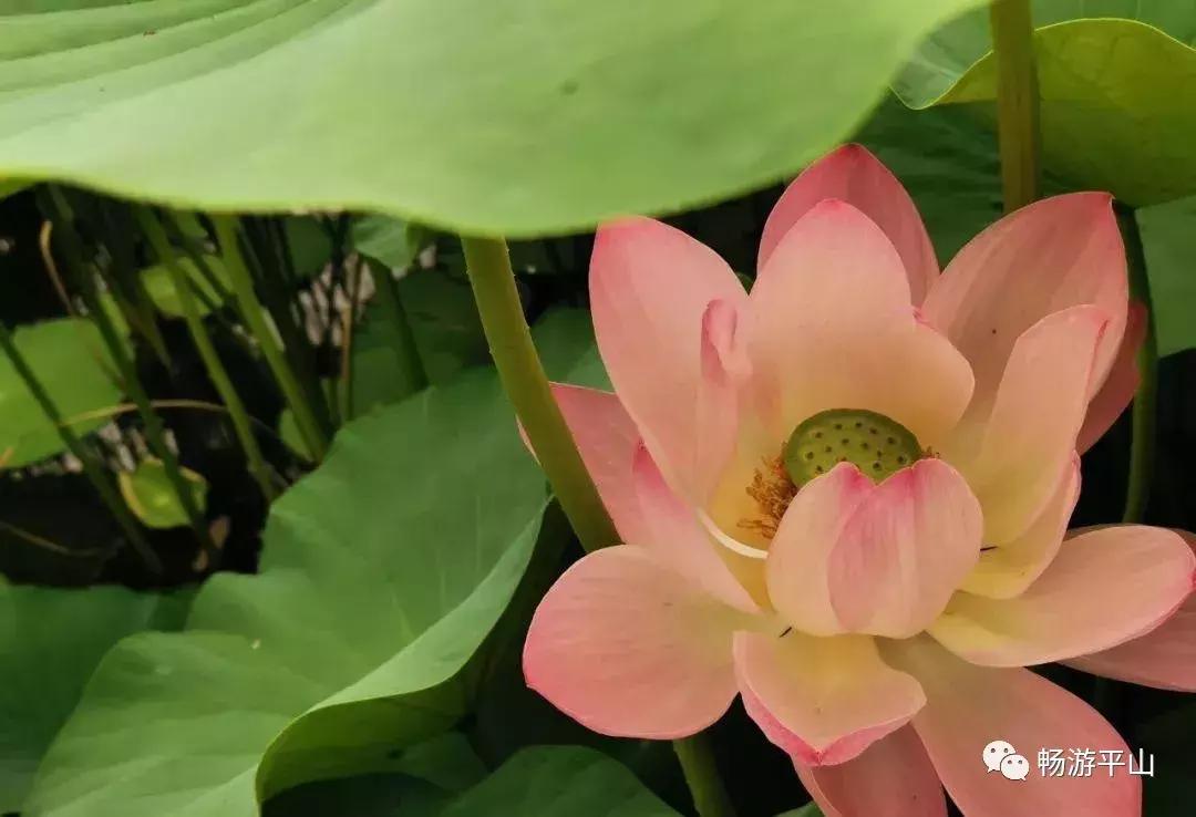 看荷塘月色的视频,看夏日荷塘美景