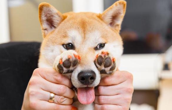 柴犬为什么价格悬殊那么大,柴犬价格贵的5大原因