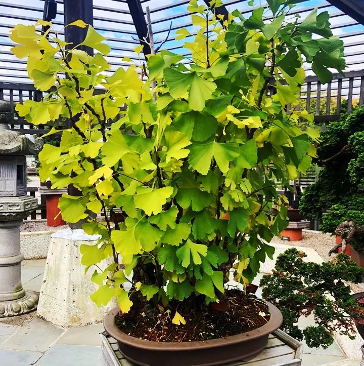 什么花放在家里最好看最实用,放家里风水好又好养的花有哪些