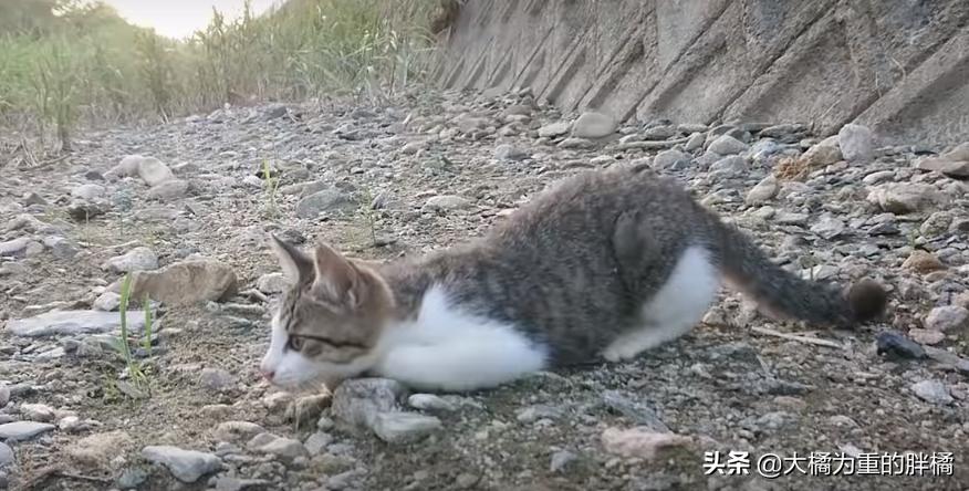 猫妈妈教小猫爬,猫妈妈教猫