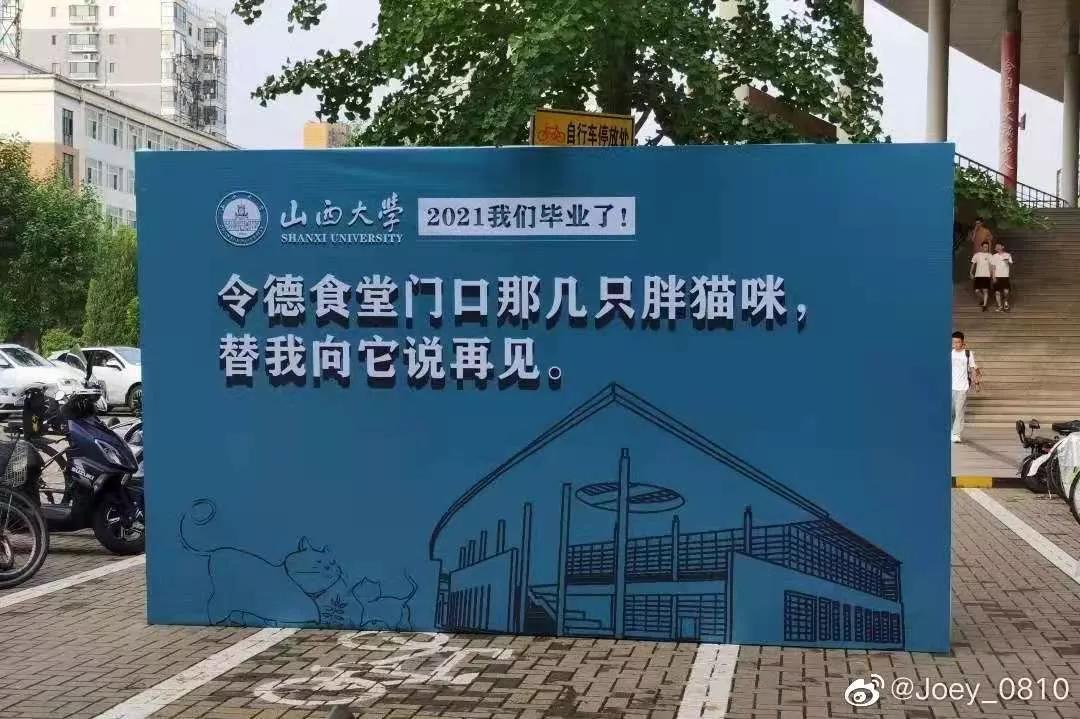 一到毕业季,我们大学的校猫就疯了哈哈哈