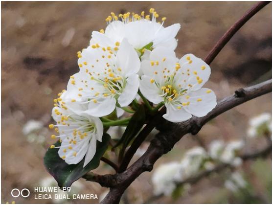 三月春色唯美诗句,阳春三月好风光诗词鉴赏