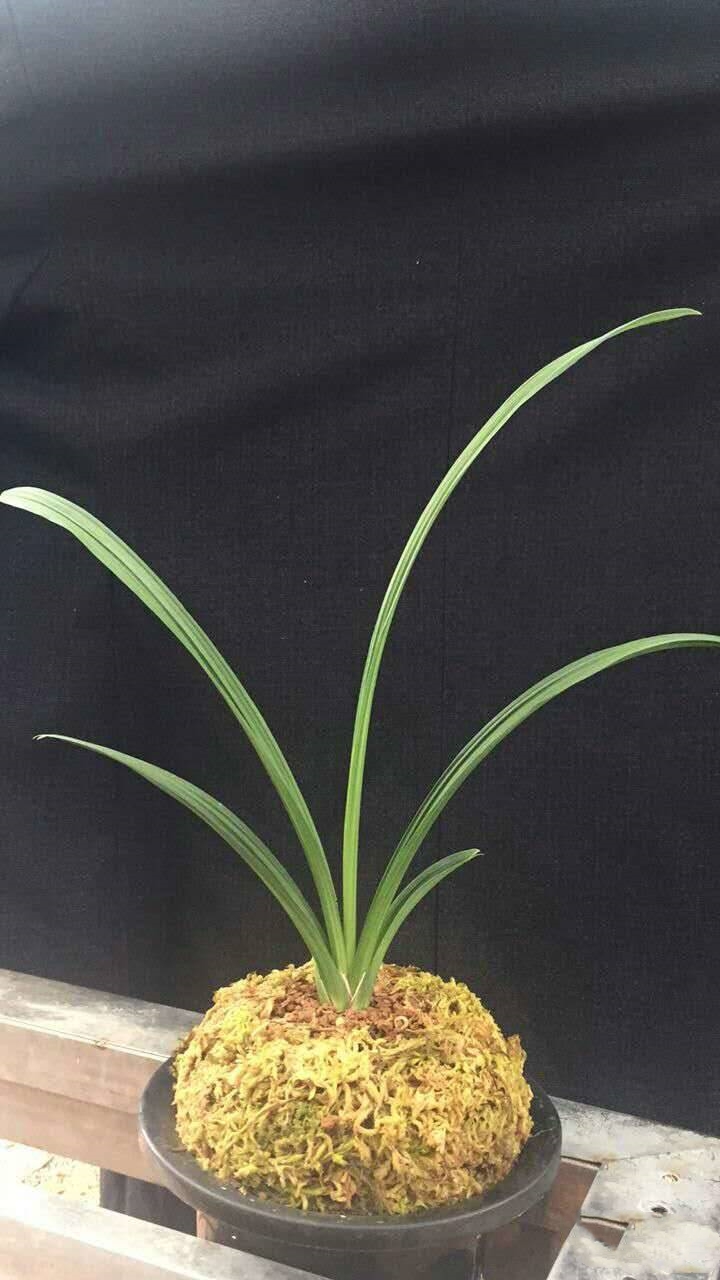 1万元兰花春剑,掉价最厉害的春剑精品