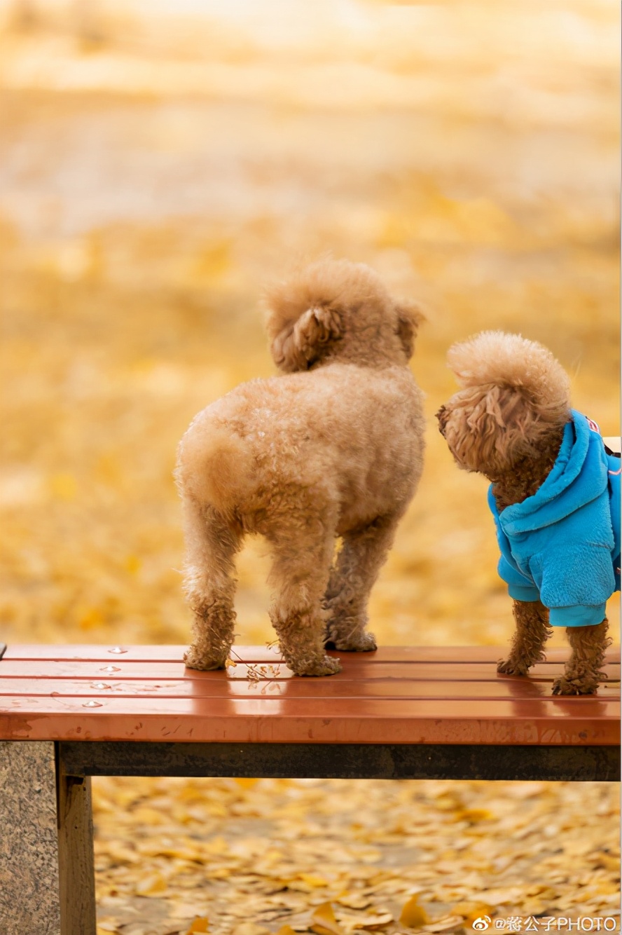 北京可以带宠物好玩的地方,北京宠物公园