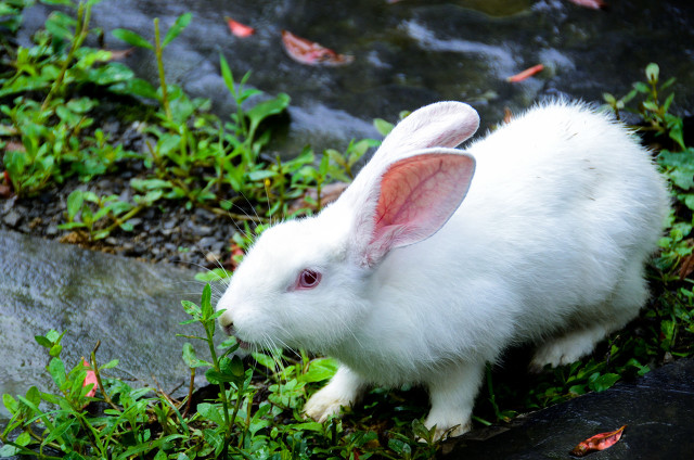 “背冷金蟾滑，毛寒玉兔顽”古诗词中广寒深宫里那一只小小的兔子