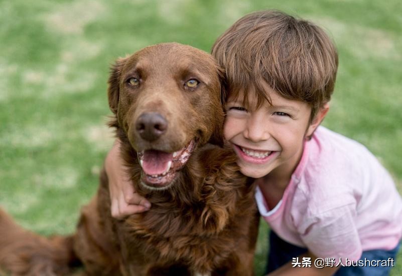 八种适合户外的伴侣狗狗,居然还有它