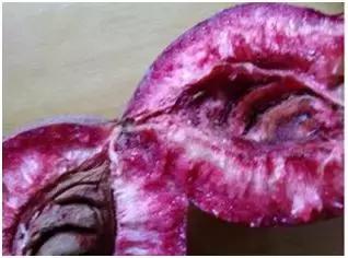 新农业创业项目种植什么好,10个农业致富项目据说很靠谱