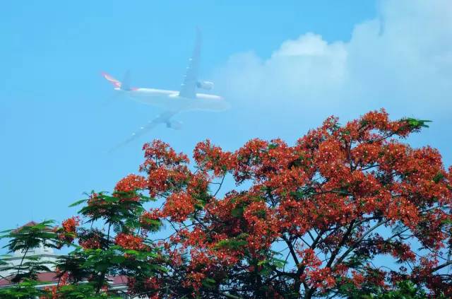 毕业季的凤凰花和栀子花,毕业季凤凰花开的时候