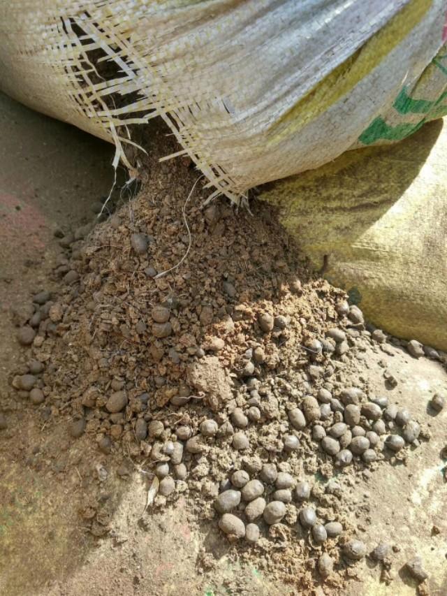 猕猴桃生长管理视频,猕猴桃新苗修剪留枝的方法