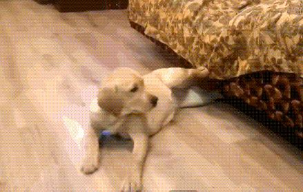 如何让宠物活得更久,怎样让宠物伤口愈合更快