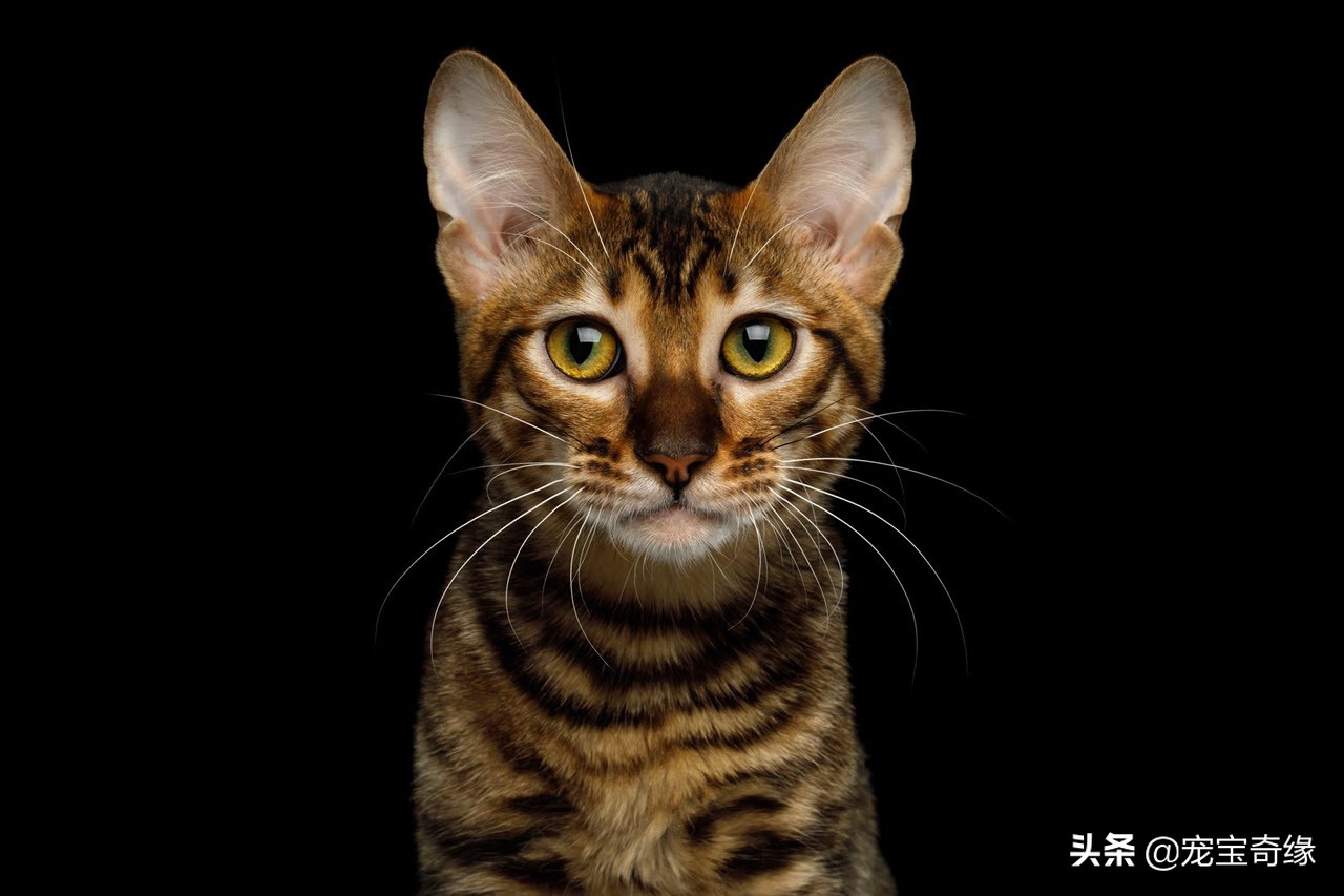 有这几个特征的猫咪真的值得养,这5种出了名的猫咪有你想养的吗