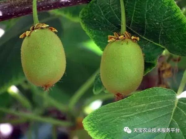 猕猴桃花果期怎么管理,一年猕猴桃树怎么管理