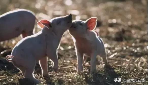 养猪注意事项及管理细节,养猪管理有什么好的建议