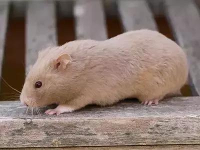 仓鼠的种类习性详细介绍,仓鼠有哪些亚种种类