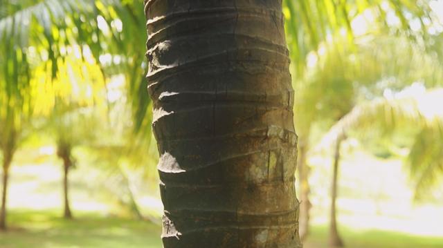 海南椰子的种植方法,椰子怎么种出椰宝