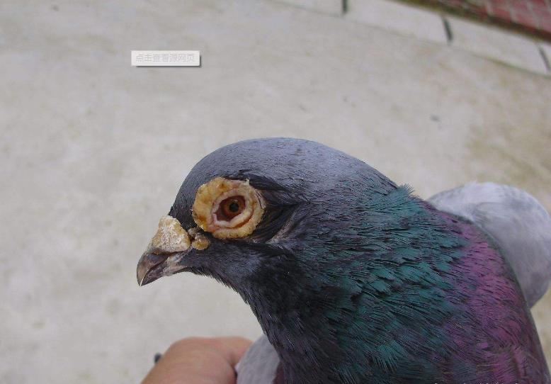 鸽子感染单眼伤风衣原体怎么治,单眼伤风和鹦鹉热是同一种衣原体