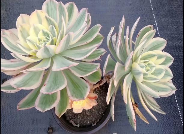 多肉养出状态来有多美?这102种多肉控养上色之后美呆了